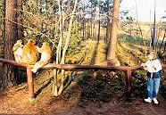 Im Affenwald