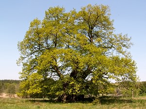 Sommerlinde von Speck
