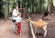 Damwildgehege im Zoo