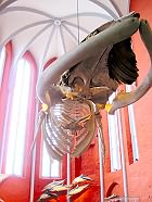 Deutsches Meeresmuseum