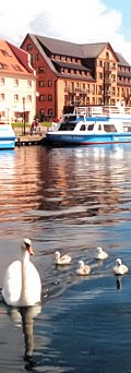 Schwanenfamilie im Hafen